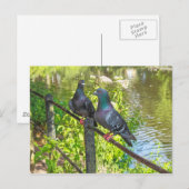 ハト二羽。ロースパークレイク,カーディフ,ウェールズ ポストカード (正面/裏面)