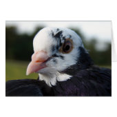 ハト夫人 (正面横)