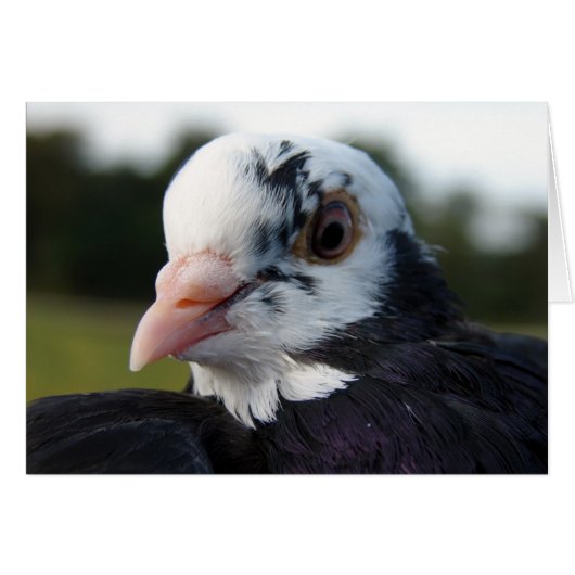 ハト夫人 (正面横)