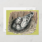 ハト科 ポストカード (正面/裏面)