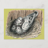 ハト科 ポストカード (正面)