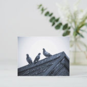 ハト3羽が屋根に ポストカード (スタンド正面)