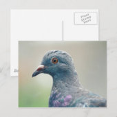 ハト・アット・ザ・ウィンドウ・ハガキ ポストカード (正面/裏面)