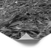 ハト・アット・ロアースパークレイクカーディフ(BW) ポスター (角)