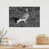 ハト・アット・ロアースパークレイクカーディフ(BW) ポスター (キッチン)