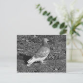 ハト・アット・ロアースパークレイクカーディフ(BW) ポストカード (スタンド正面)