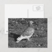 ハト・アット・ロアースパークレイクカーディフ(BW) ポストカード (正面/裏面)