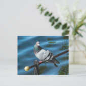 ハト，ウェールズ，カーディフ，ロアースパーク湖 ポストカード (スタンド正面)