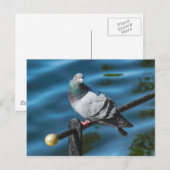 ハト，ウェールズ，カーディフ，ロアースパーク湖 ポストカード (正面/裏面)