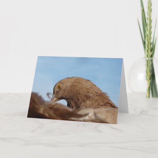 ハト カード (正面)