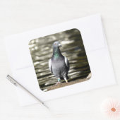 ハト スクエアシール (封筒)