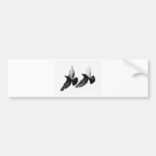 ハト バンパーステッカー