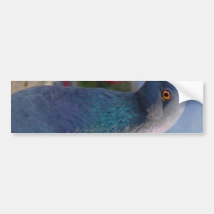 ハト バンパーステッカー