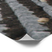 ハト – ホワイトピジョンプリント ポスター (角)