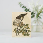 ハト・ホーク（メルリン） – オードボンのアメリカの鳥 ポストカード (スタンド正面)