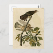 ハト・ホーク（メルリン） – オードボンのアメリカの鳥 ポストカード (正面/裏面)
