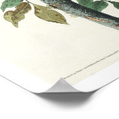 ハト・ホーク(Pighton hawk by Audubon Poster) ポスター (角)