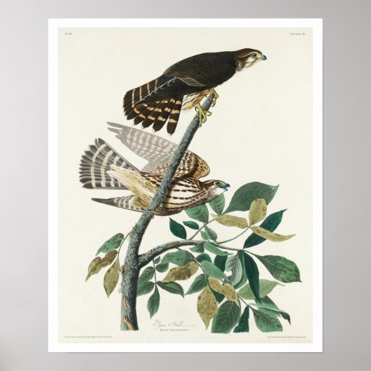 ハト・ホーク(Pighton hawk by Audubon Poster) ポスター (正面)