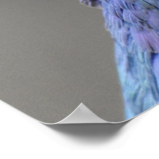 ハト ポスター (角)