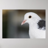 ハト ポスター (正面)