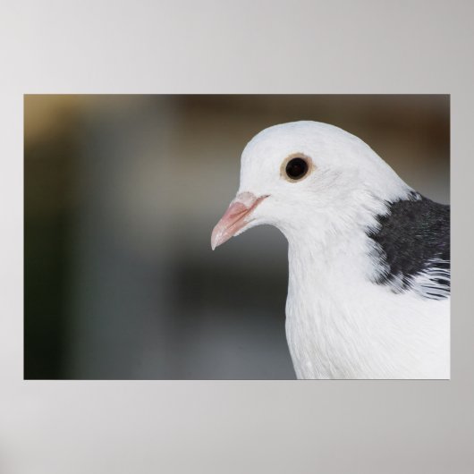 ハト ポスター (正面)