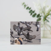 ハト ポストカード (スタンド正面)