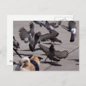 ハト ポストカード (正面/裏面)