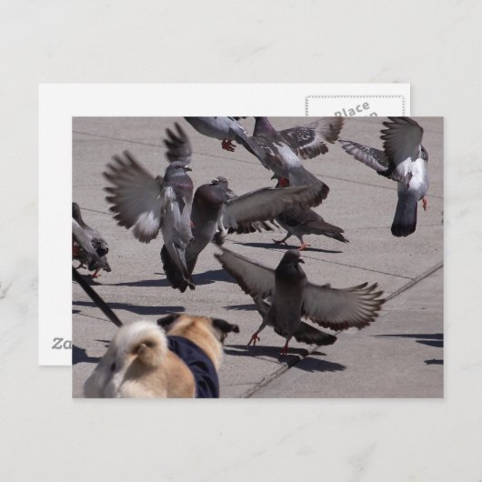 ハト ポストカード (正面/裏面)