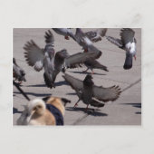 ハト ポストカード (正面)
