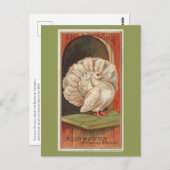 ハト ポストカード (正面/裏面)