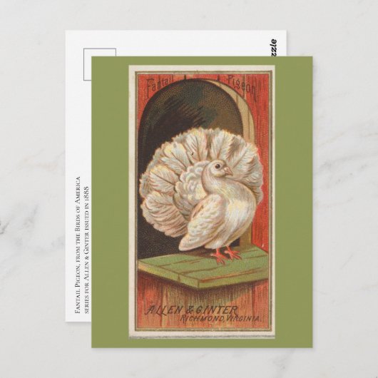 ハト ポストカード (正面/裏面)