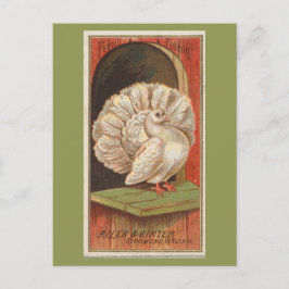 ハト ポストカード