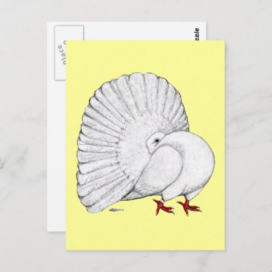 ハト ポストカード (正面/裏面)