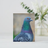 ハト ポストカード (スタンド正面)