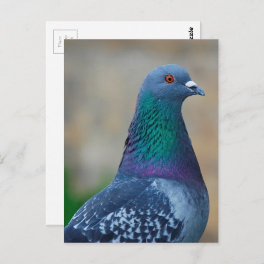 ハト ポストカード (正面/裏面)