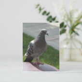 ハト ポストカード (スタンド正面)