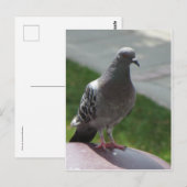 ハト ポストカード (正面/裏面)