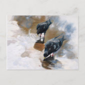 ハト ポストカード (正面)