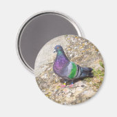 ハト。 マグネット (正面/裏面)