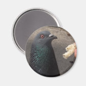 ハト マグネット (正面/裏面)