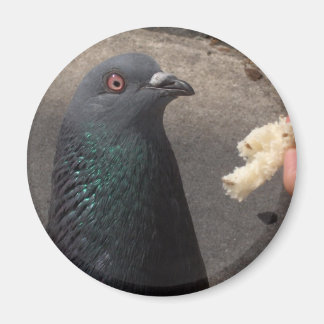 ハト マグネット