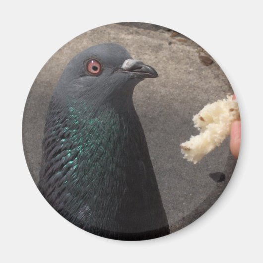 ハト マグネット (正面)