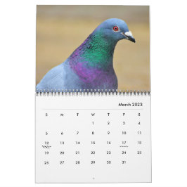 ハト 平和 鳥 エレガント かわいい 鳥 写真 カレンダー