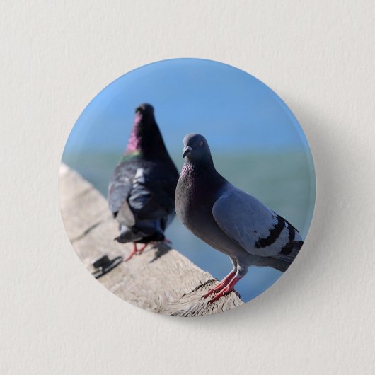 ハト 缶バッジ (正面)
