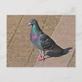 ハト、At Roath Park Lake, Cardiff, Wales Postcar ポストカード