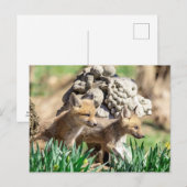 ハドソンバレーのキツネキット ポストカード (正面/裏面)