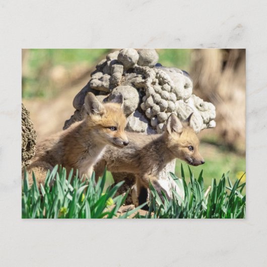 ハドソンバレーのキツネキット ポストカード (正面)
