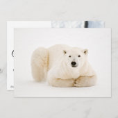 ハドソンベイアイスにホッキョクグマ シーズンカード (正面/裏面)