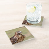 ハドソン渓谷のアカオタカ ガラスコースター (アングル)