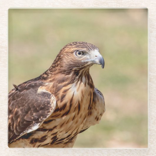 ハドソン渓谷のアカオタカ ガラスコースター (正面)